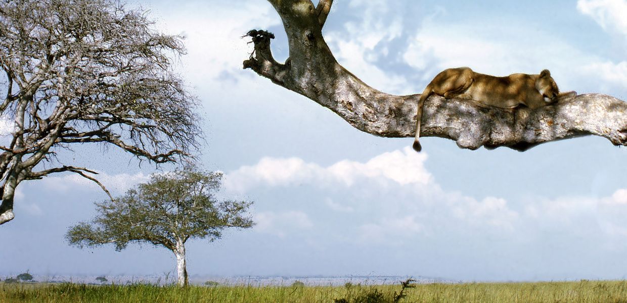 Löwe schläft auf einem Ast in der Steppe